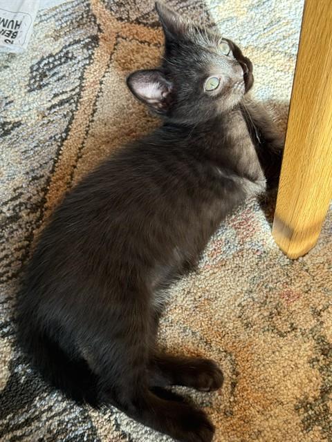 Piper