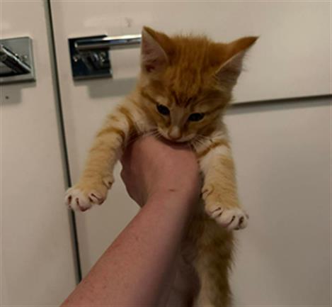 Adoptable Cat