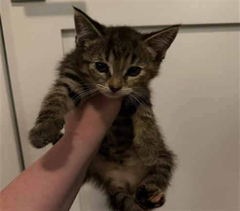 Adoptable Cat