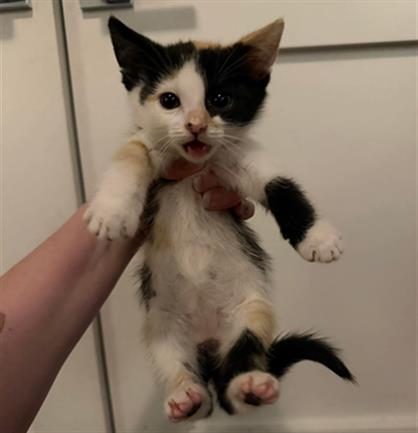 Adoptable Cat
