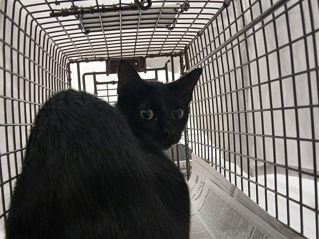 Adoptable Cat