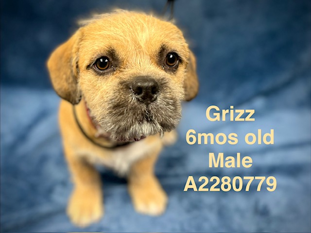 Grizz
