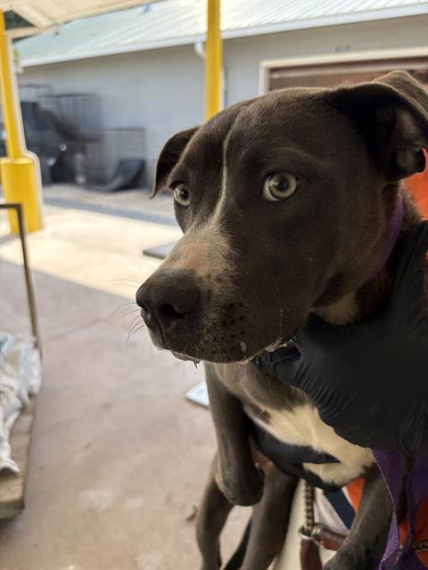 Adoptable Dog