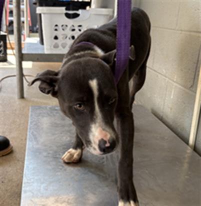 Adoptable Dog