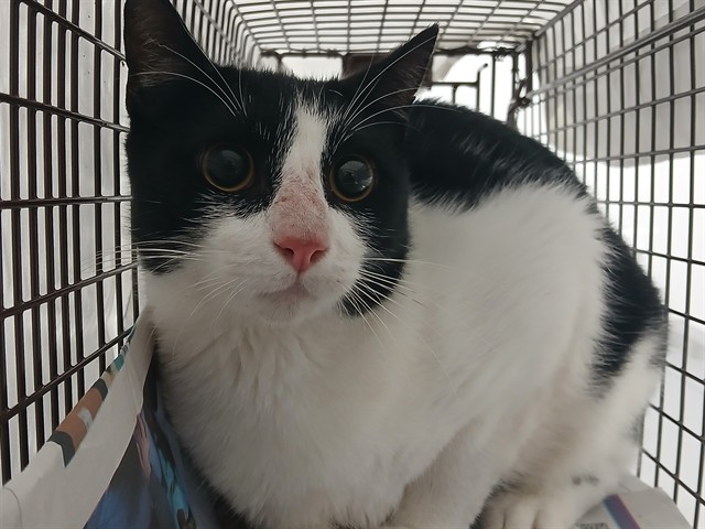 Adoptable Cat