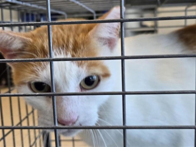 Adoptable Cat