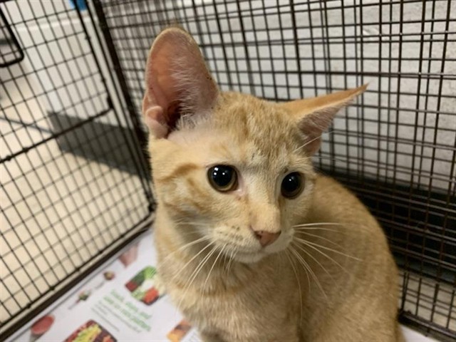 Adoptable Cat