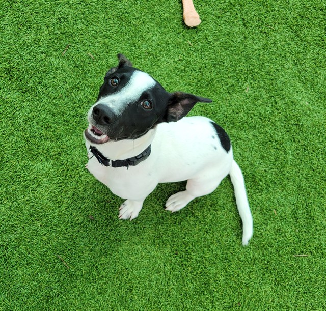 Zola
