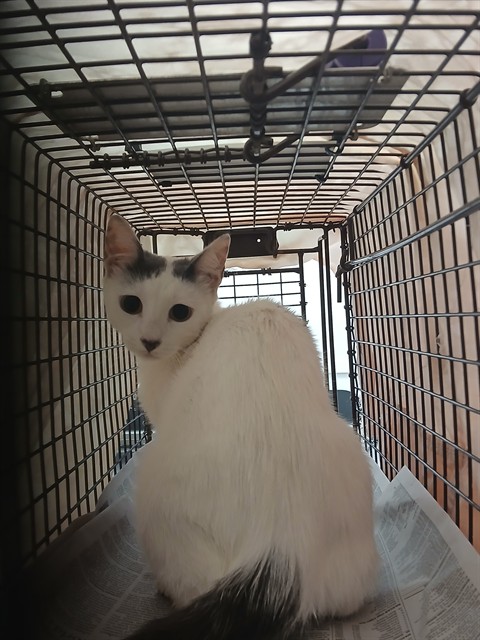 Adoptable Cat