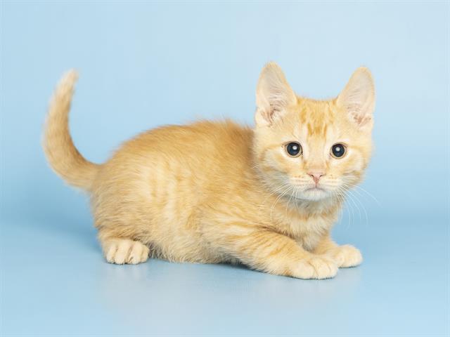 Apricot