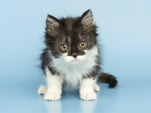Oliver