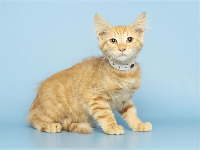 Clyde