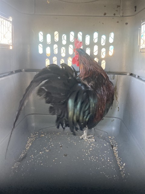 Adoptable Bird