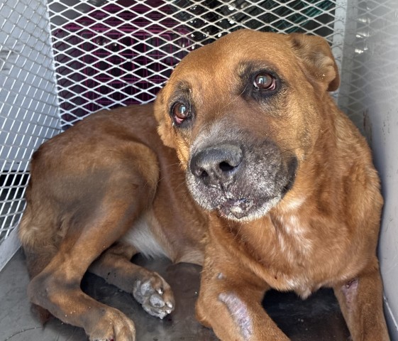 Adoptable Dog