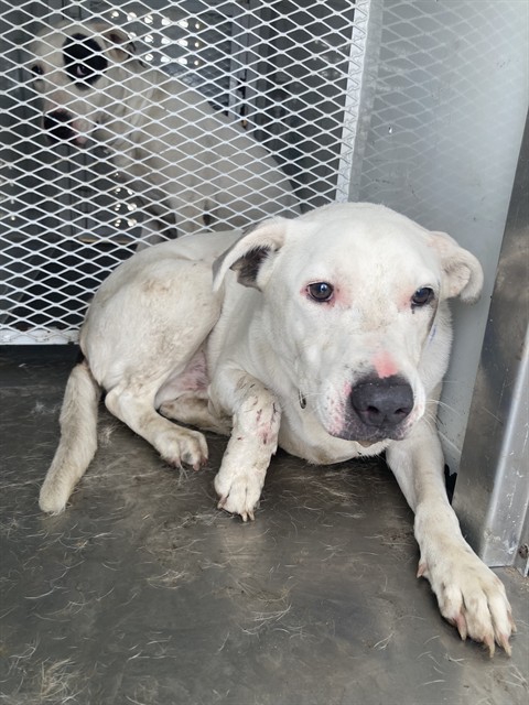 Adoptable Dog