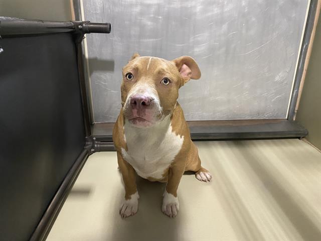 Adoptable Dog
