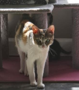 Adoptable Cat