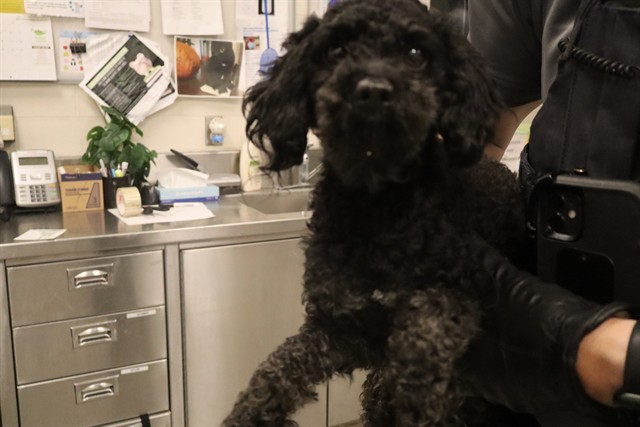 Adoptable Dog