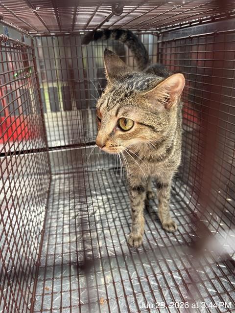 Adoptable Cat