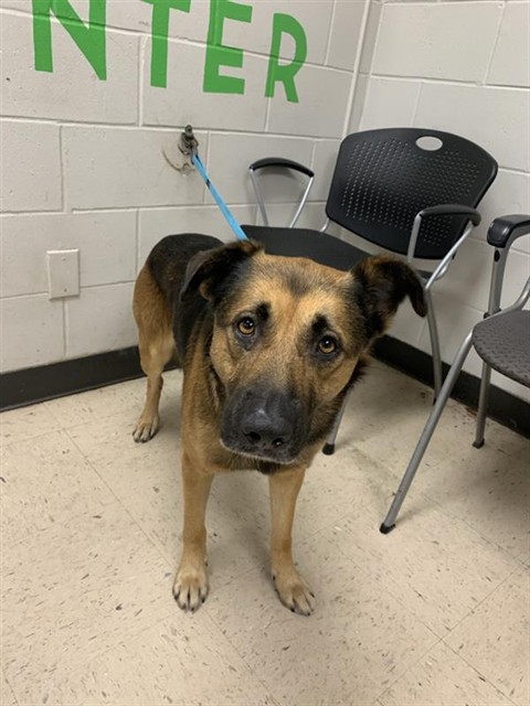 Adoptable Dog