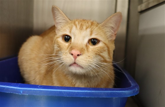 Adoptable Cat