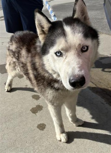 Adoptable Dog