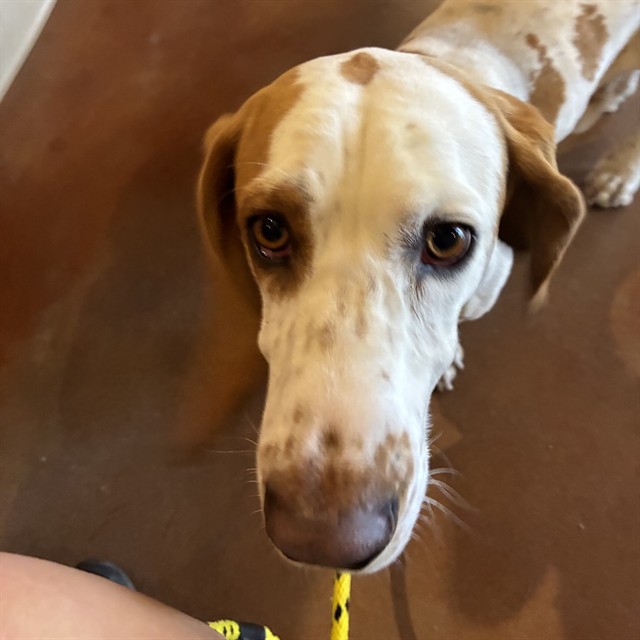 Adoptable Dog
