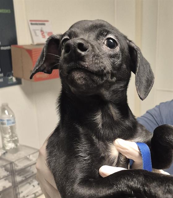Adoptable Dog