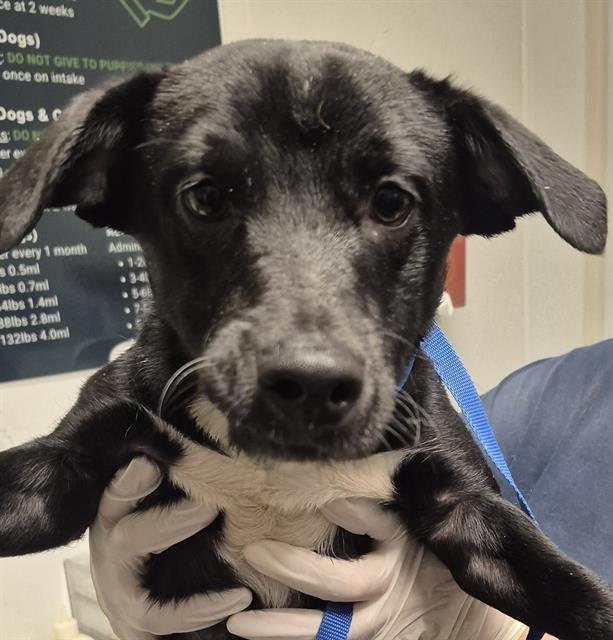 Adoptable Dog