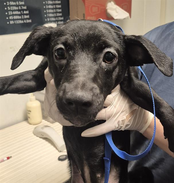Adoptable Dog