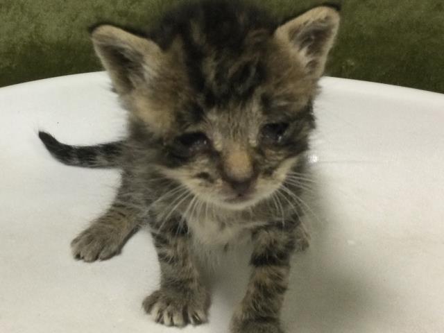 Kitty