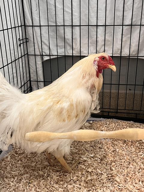 *Chicken Joe