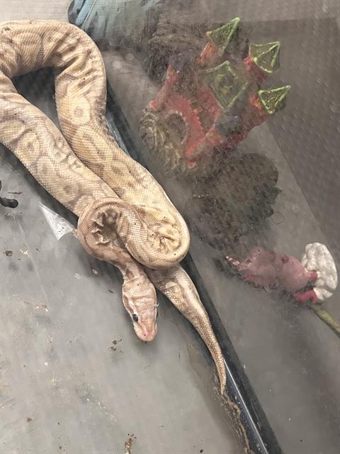 *Noodle