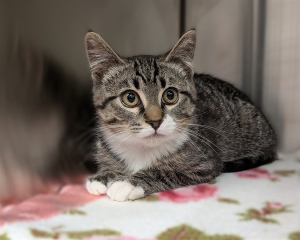 Adoptable Cat