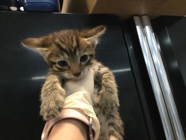 Adoptable Cat