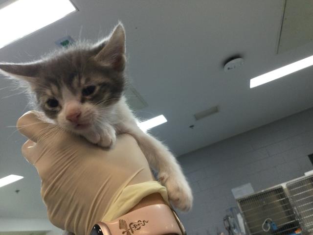 Adoptable Cat