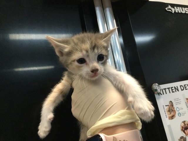 Adoptable Cat