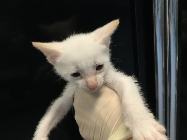 Adoptable Cat