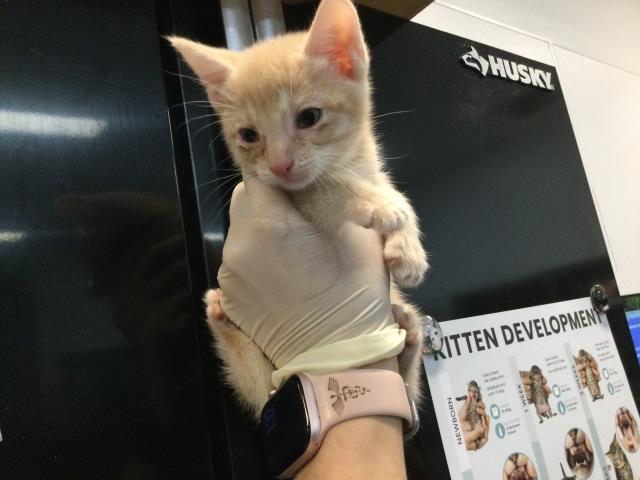 Adoptable Cat