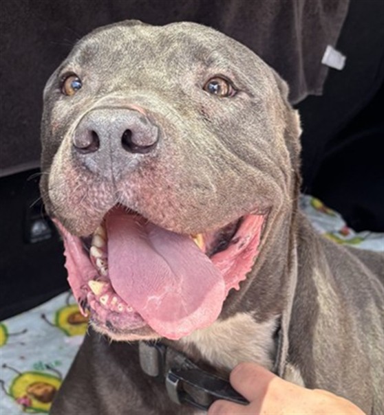 Adoptable Dog