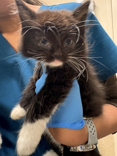 Oreo