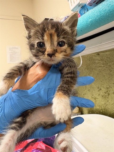 Tiny