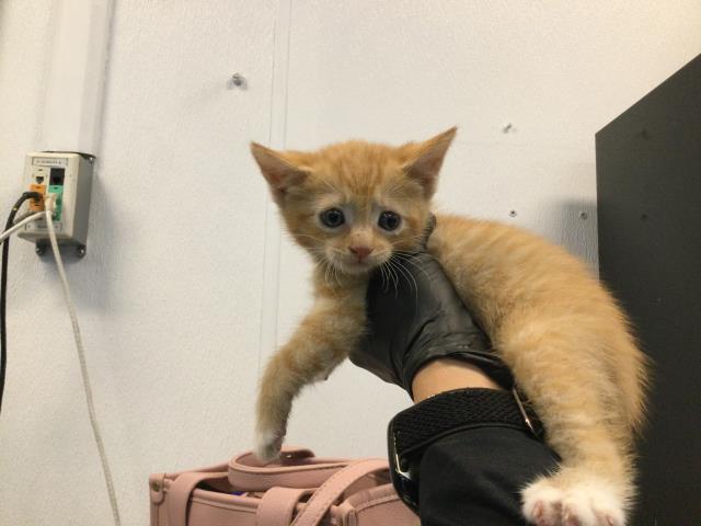 Adoptable Cat