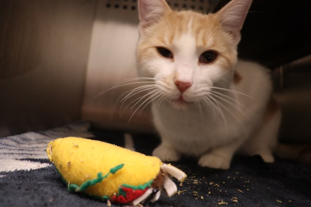 Adoptable Cat