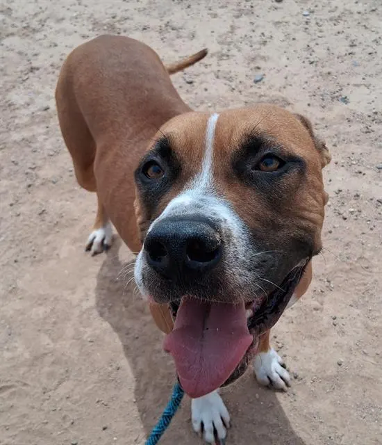 Dozer