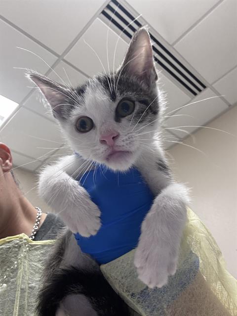 Adoptable Cat