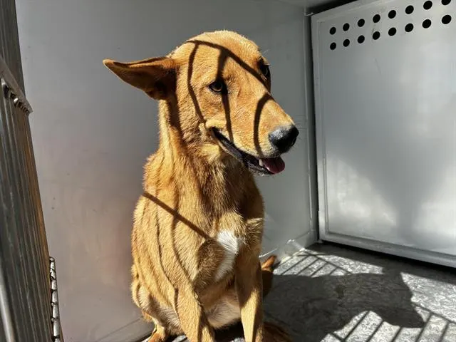 Seamus