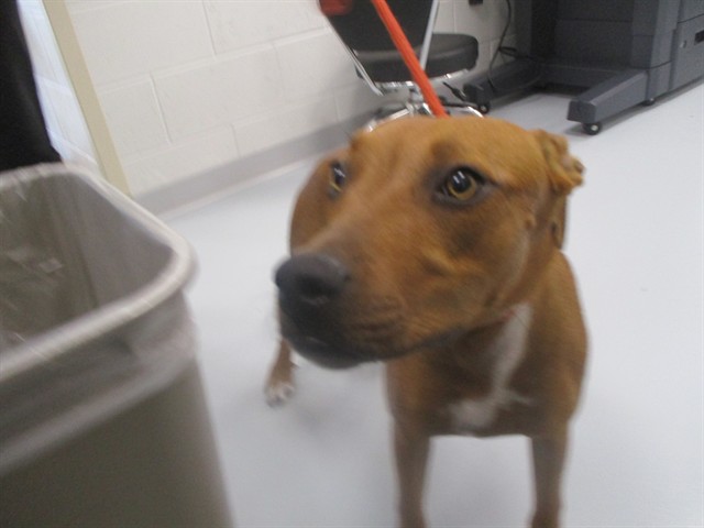 Adoptable Dog