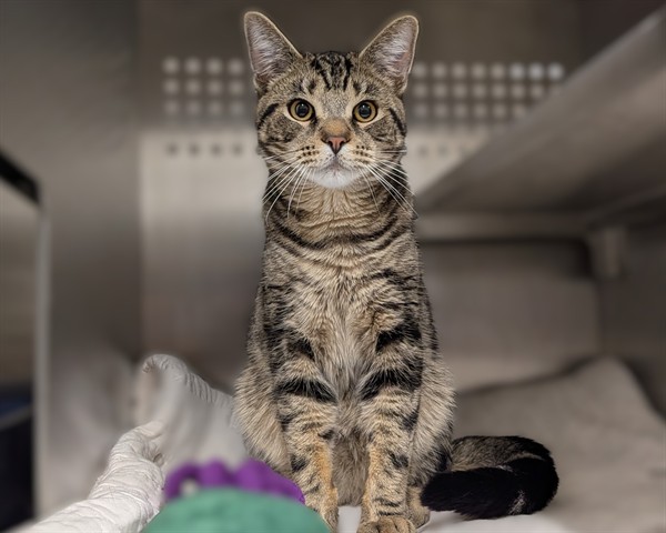 Adoptable Cat
