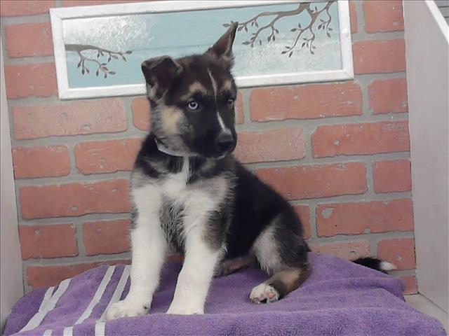 Adoptable Dog